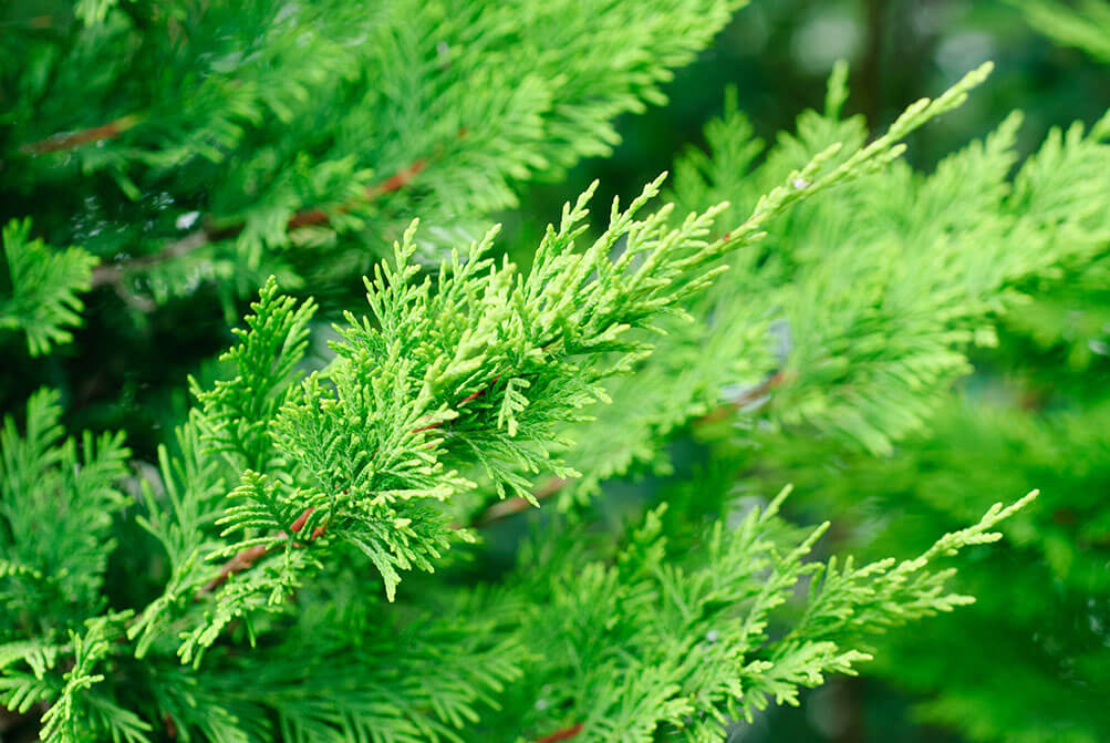 Cypress - bundtet.
